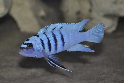 Cynotilapia Hara