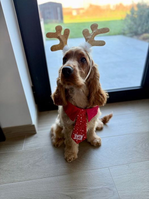 Zapowiedź miotu Cocker Spaniel Angielski