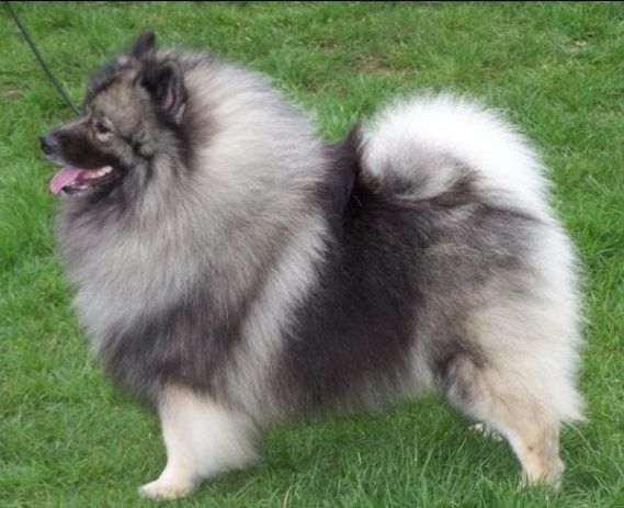 Дівчинка 5 років