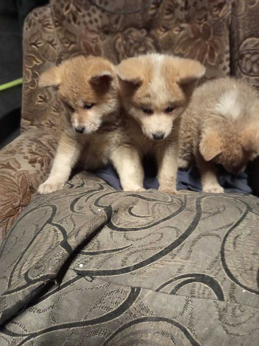 Sprzedam akita japońska(inu)