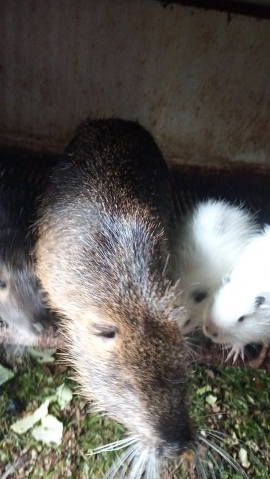 Продаються хом'яки