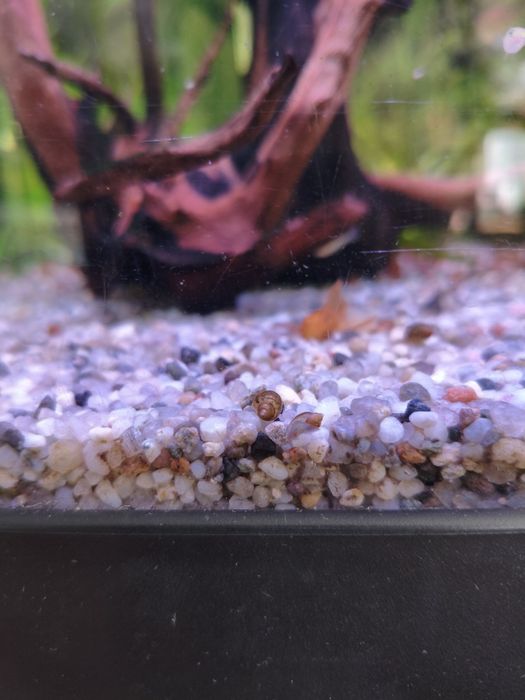 ślimak rozdętka na glony