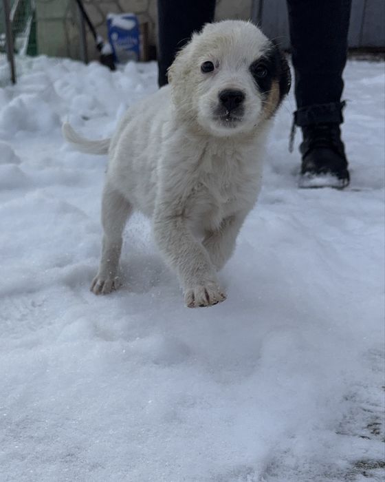 Цуценята шукають дім (від 22.10) - дівчинка