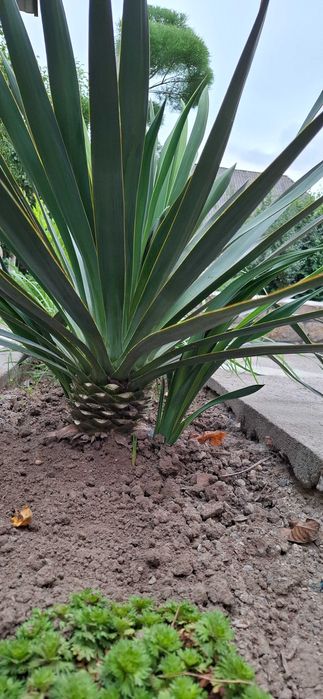 Декоративні рослини