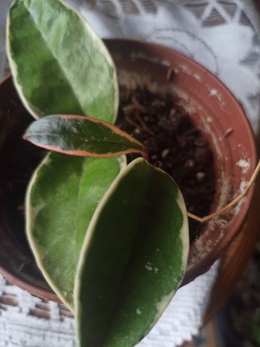 Trzykrotki różne odmiany rosnące i ciete