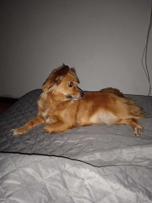 Cadela porte pequeno para dar