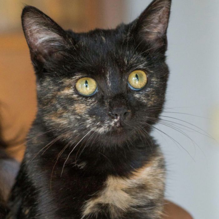 Мечтательная Дара, 1 год, кошка