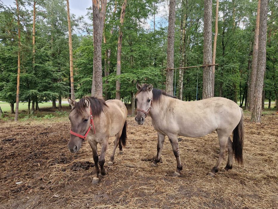 konik polski. po klaczach programowych.