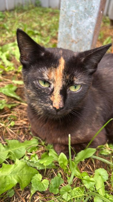 Kociaki do adopcji