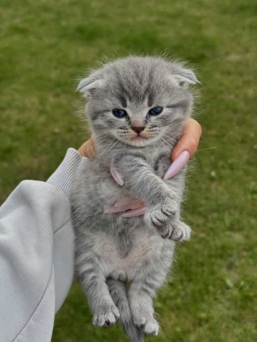 Кошенята вислувухі