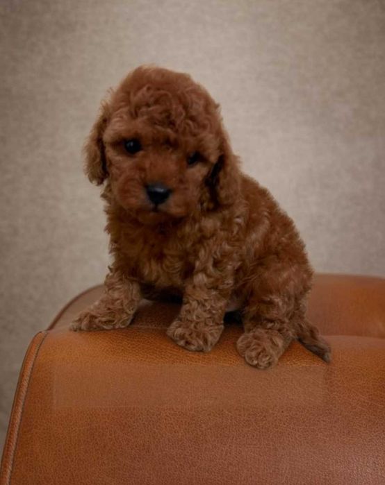 Мальчик мальтипу. Ред Браун. Кудрявый.