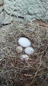 Ovos de Ganso da Guiné fertilizados