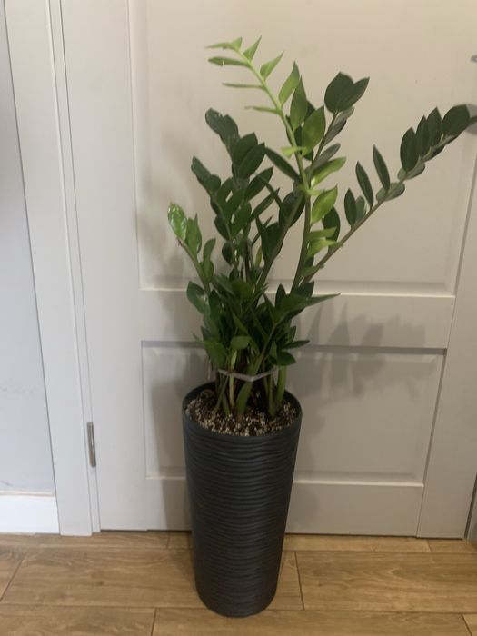 Заміокулькас    в  офіс 1 м