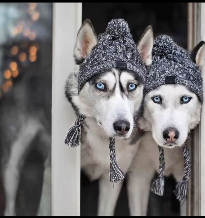 Шапка для собаки