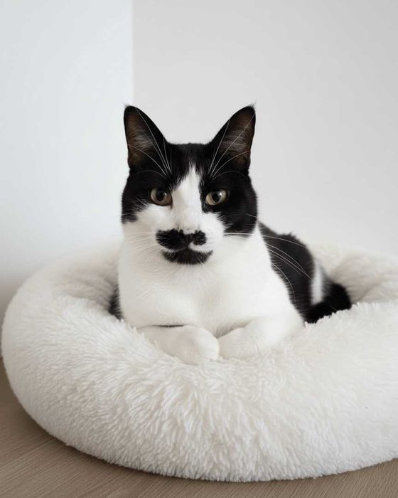 Setúbal / Margem Sul / Lisboa — CHARLIE, gatinho para adoção