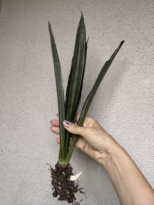 Sansevieria Bantel Sensation