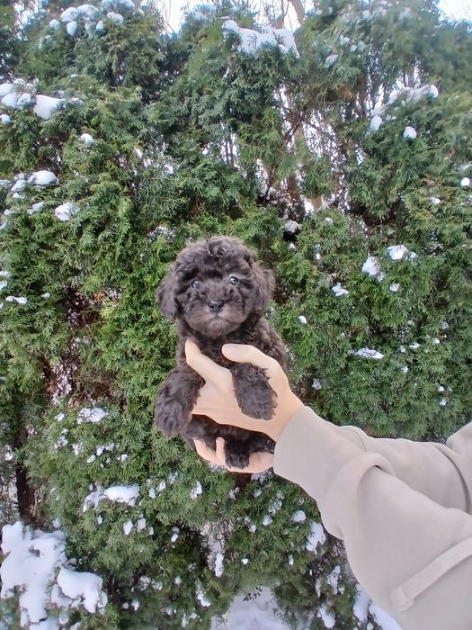 Pudel toy/ miniatura sunia