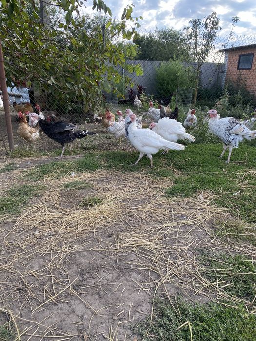 Продаю молоді індички і індики