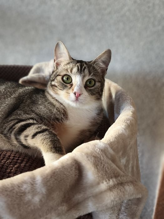 Kocie rodzeństwo do adopcji