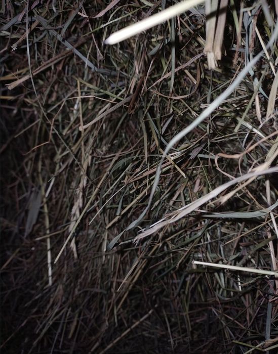 Siano łąkowe rolki