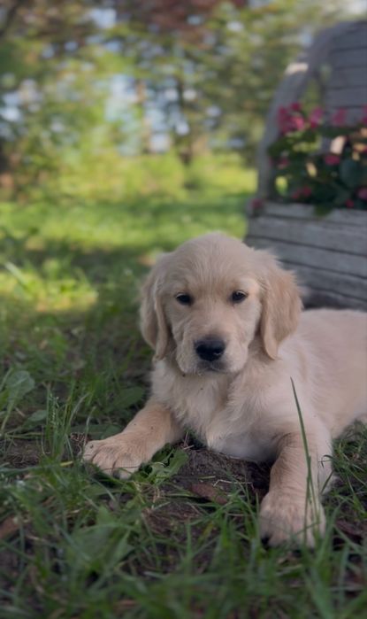 Golden retriever