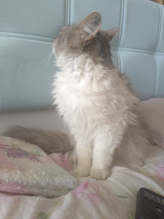 Шукаємо дім для кошечки