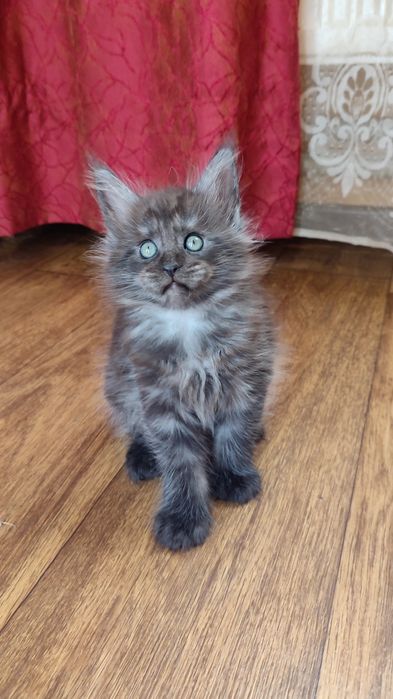 Мейн Кун кот для вязки