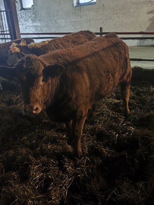 Jałówki cielne mięsne hereford limousine angus