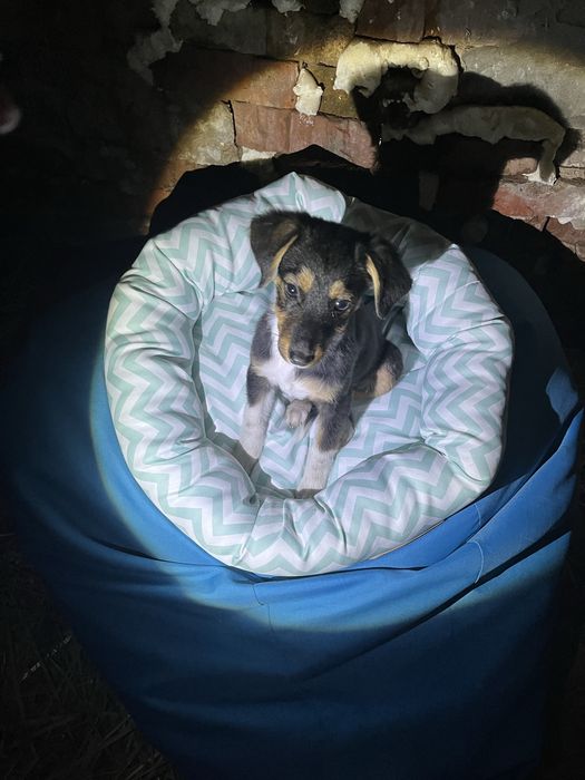 Безкоштовно цуценя!!