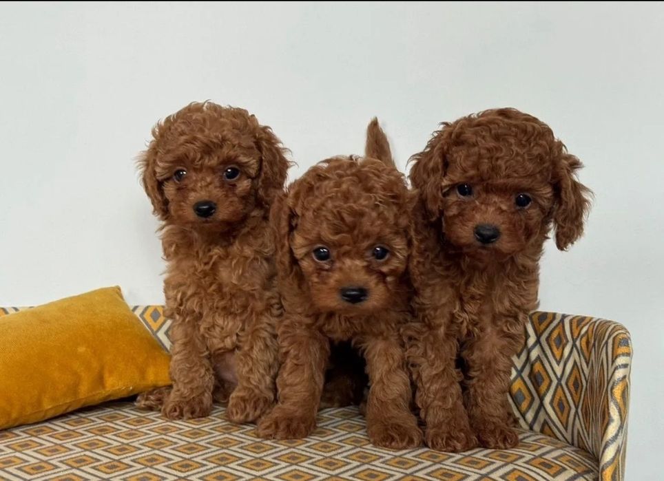 Дівчата та хлопці той пудель