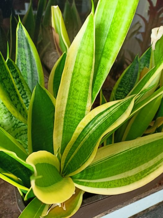 Sansevieria. Roślina doniczkowa. Wężownica  tzw. język teściowej.