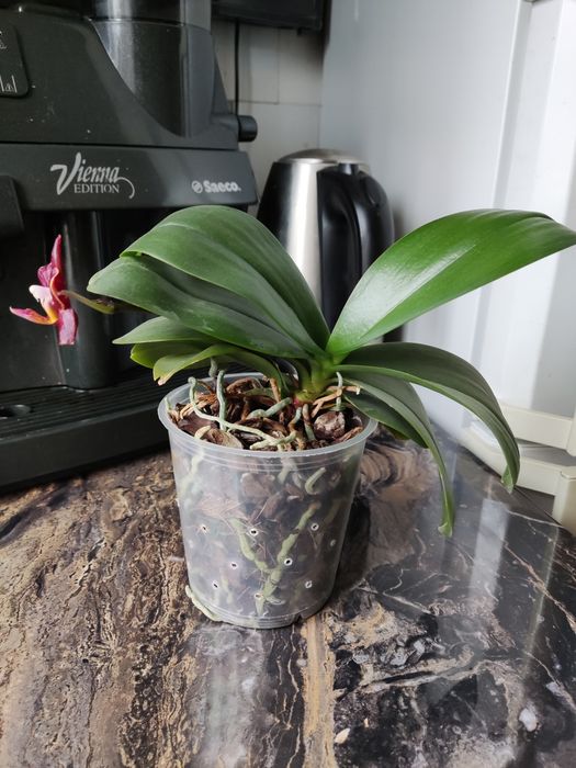 Продам домашню орхідею.