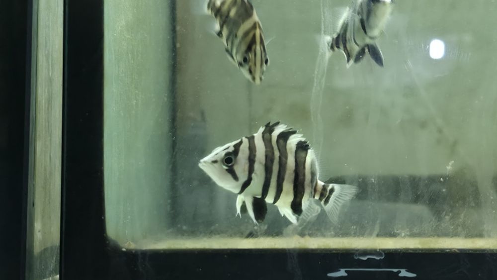 Datnioides microlepis