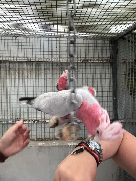 Lutino Casal Cacatua Galah macho lutino