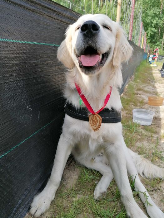 Indywidualne PRZEDSZKOLE DLA PSÓW - Szkolenie podstawowe Zielona Góra