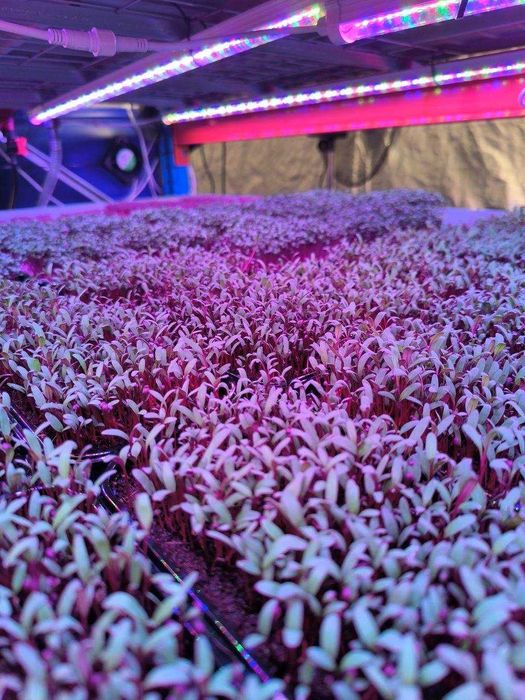 Gotowa farma microgreens "pod klucz" – przejmij kompletną farmę od zaraz.
