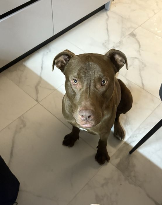 Пітбуль 1 рік терміново шукає дім