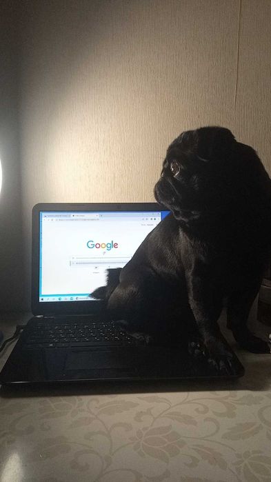 #в'язка#мопс#чорний#Кременчук