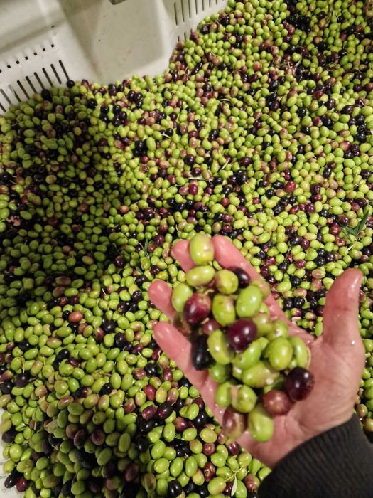 Quinta no Douro Superior, VALE D´ANELHA-Comércio de Azeite Virgem Extra Biológico e Amêndoa