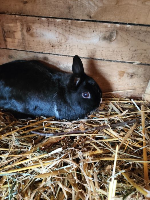 Samiec rozpłodowy miniaturka