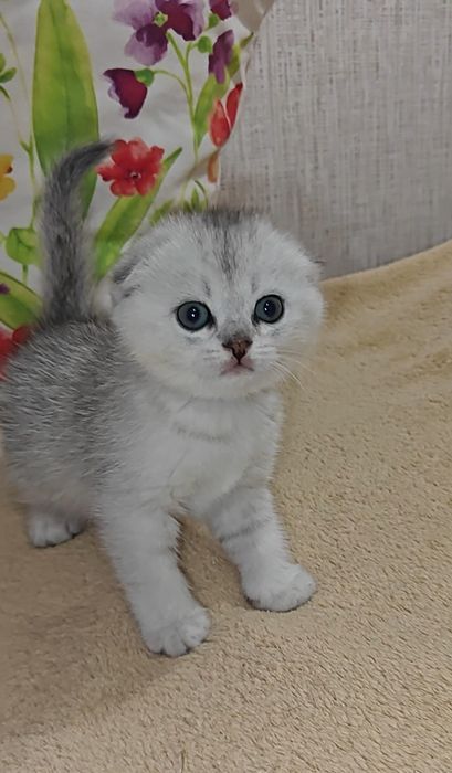 Вислоухие котята серебристая шиншилла