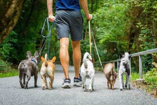 Dog Walking472051546556344320