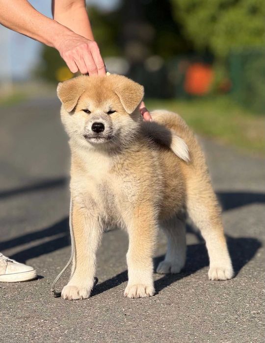 Akita Japońska*Suczka*Hodowla ZKwP