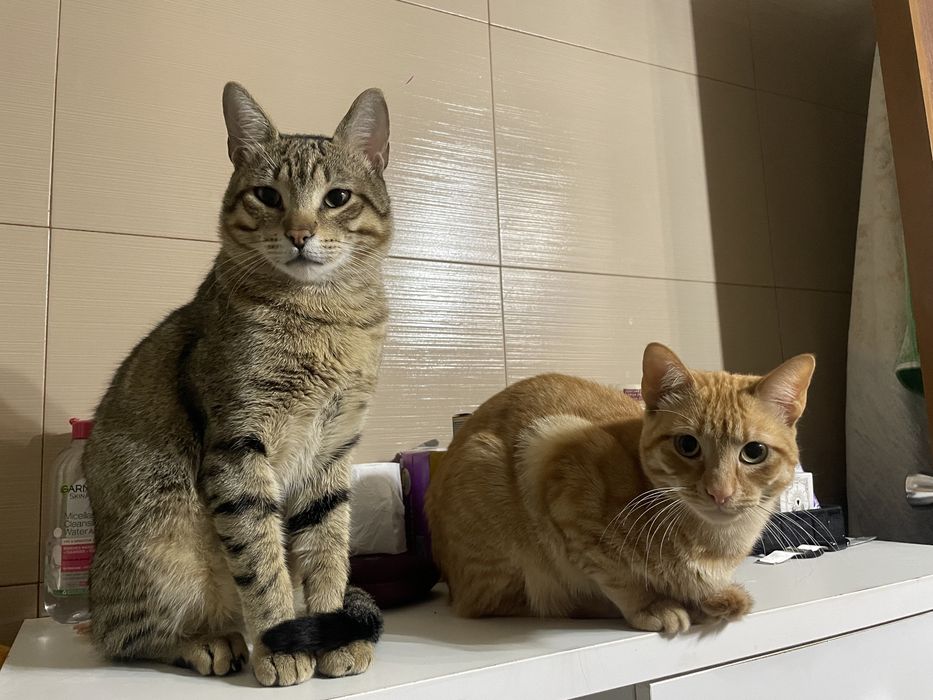 2 gatos machos adocao