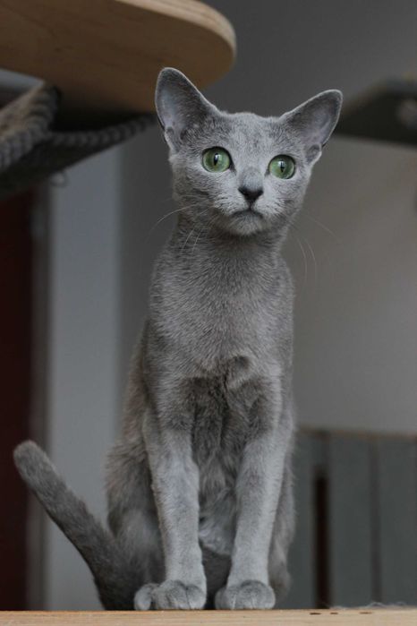 Kotka rosyjska niebieska FPL