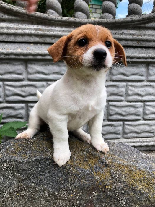 Девочки Джек Рассел терьера!