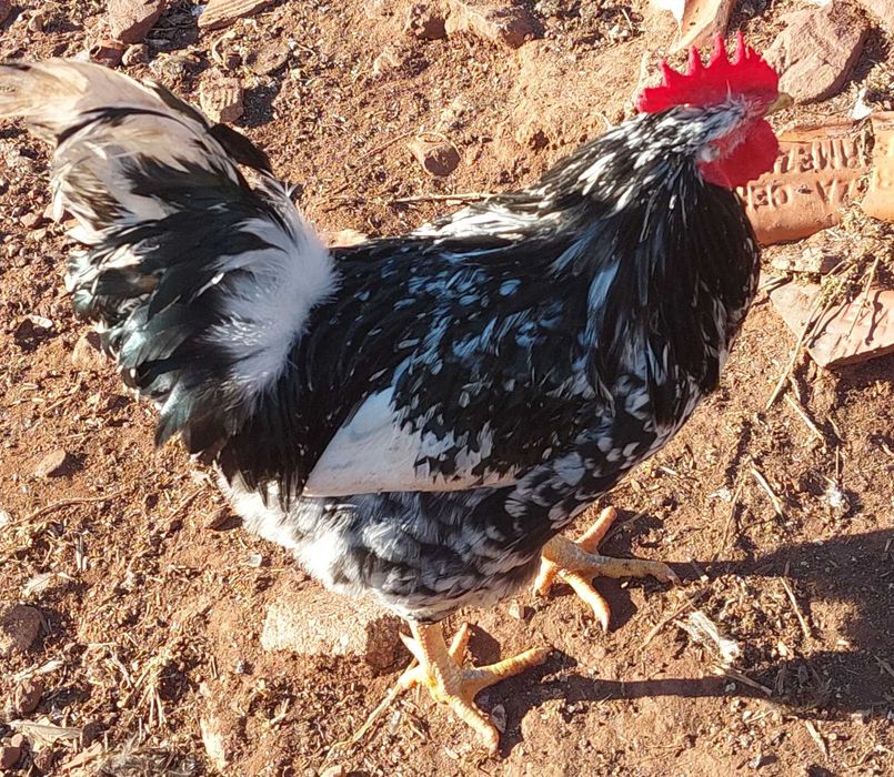 Galos e FrangOS e FrangAS do Campo