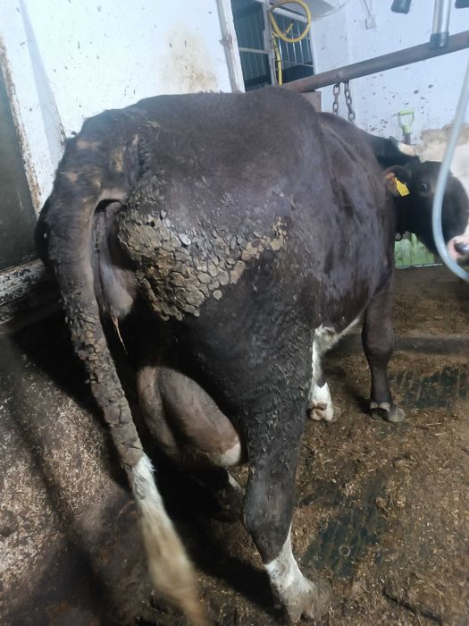 Sprzedam jałówki wycielone i wysokocielne