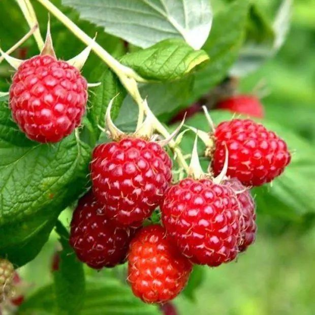 Plantas diversas de fruteiras