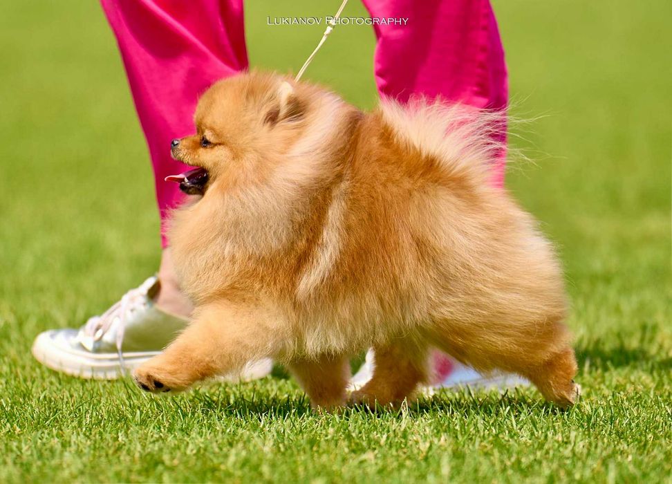 Померанський шпіц для в'язки КСУ-FCI /вязка шпиц